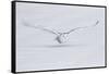 Canada, Ontario. Snowy owl flies low to ground.-Jaynes Gallery-Framed Stretched Canvas