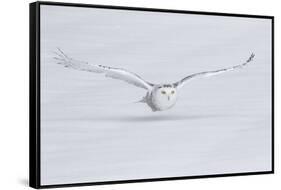 Canada, Ontario. Snowy owl flies low to ground.-Jaynes Gallery-Framed Stretched Canvas