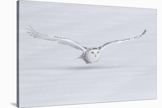 Canada, Ontario. Snowy owl flies low to ground.-Jaynes Gallery-Stretched Canvas