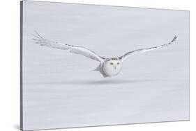 Canada, Ontario. Snowy owl flies low to ground.-Jaynes Gallery-Stretched Canvas