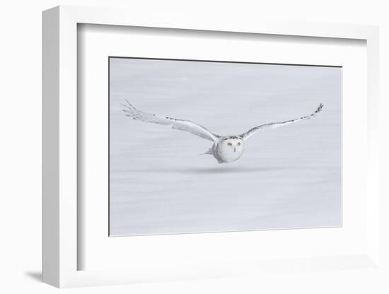 Canada, Ontario. Snowy owl flies low to ground.-Jaynes Gallery-Framed Photographic Print