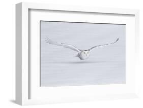 Canada, Ontario. Snowy owl flies low to ground.-Jaynes Gallery-Framed Photographic Print