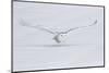 Canada, Ontario. Snowy owl flies low to ground.-Jaynes Gallery-Mounted Photographic Print