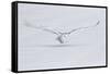 Canada, Ontario. Snowy owl flies low to ground.-Jaynes Gallery-Framed Stretched Canvas