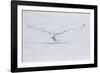 Canada, Ontario. Snowy owl flies low to ground.-Jaynes Gallery-Framed Photographic Print