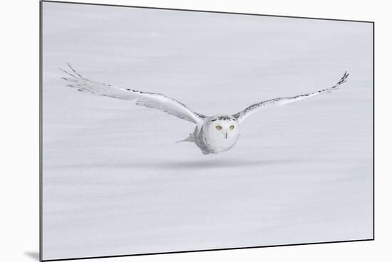 Canada, Ontario. Snowy owl flies low to ground.-Jaynes Gallery-Mounted Photographic Print