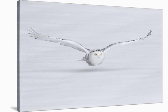 Canada, Ontario. Snowy owl flies low to ground.-Jaynes Gallery-Stretched Canvas