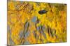 Canada, Ontario, Whitefish. Autumn Color Reflected in Vermilion River-Jaynes Gallery-Mounted Photographic Print