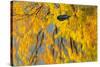 Canada, Ontario, Whitefish. Autumn Color Reflected in Vermilion River-Jaynes Gallery-Stretched Canvas