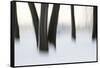 Canada, Ottawa, Ottawa River. Abstract of Tree Trunks in Snow-Bill Young-Framed Stretched Canvas