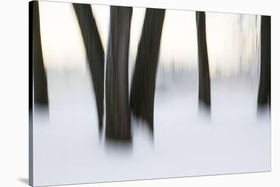 Canada, Ottawa, Ottawa River. Abstract of Tree Trunks in Snow-Bill Young-Stretched Canvas