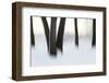 Canada, Ottawa, Ottawa River. Abstract of Tree Trunks in Snow-Bill Young-Framed Photographic Print