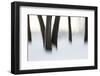 Canada, Ottawa, Ottawa River. Abstract of Tree Trunks in Snow-Bill Young-Framed Photographic Print