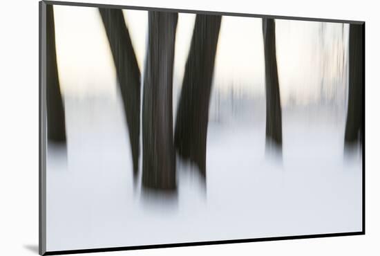 Canada, Ottawa, Ottawa River. Abstract of Tree Trunks in Snow-Bill Young-Mounted Photographic Print