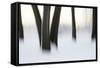 Canada, Ottawa, Ottawa River. Abstract of Tree Trunks in Snow-Bill Young-Framed Stretched Canvas