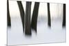 Canada, Ottawa, Ottawa River. Abstract of Tree Trunks in Snow-Bill Young-Mounted Premium Photographic Print