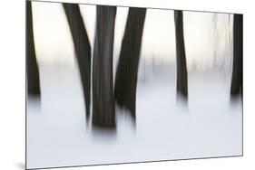 Canada, Ottawa, Ottawa River. Abstract of Tree Trunks in Snow-Bill Young-Mounted Premium Photographic Print