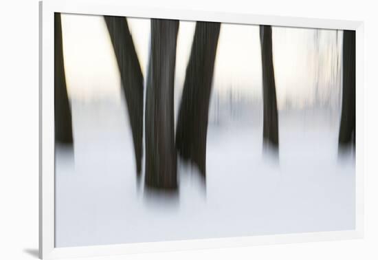 Canada, Ottawa, Ottawa River. Abstract of Tree Trunks in Snow-Bill Young-Framed Photographic Print