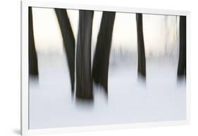 Canada, Ottawa, Ottawa River. Abstract of Tree Trunks in Snow-Bill Young-Framed Photographic Print