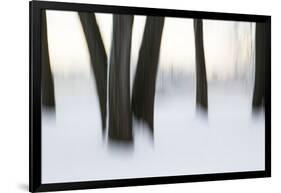 Canada, Ottawa, Ottawa River. Abstract of Tree Trunks in Snow-Bill Young-Framed Photographic Print