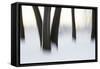 Canada, Ottawa, Ottawa River. Abstract of Tree Trunks in Snow-Bill Young-Framed Stretched Canvas