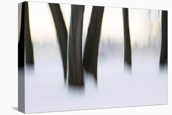 Canada, Ottawa, Ottawa River. Abstract of Tree Trunks in Snow-Bill Young-Stretched Canvas
