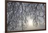 Canada, Ottawa, Ottawa River. Frosty Branches and Fog-Shrouded Sun-Bill Young-Framed Premium Photographic Print