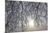 Canada, Ottawa, Ottawa River. Frosty Branches and Fog-Shrouded Sun-Bill Young-Mounted Premium Photographic Print