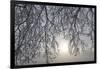 Canada, Ottawa, Ottawa River. Frosty Branches and Fog-Shrouded Sun-Bill Young-Framed Premium Photographic Print