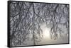 Canada, Ottawa, Ottawa River. Frosty Branches and Fog-Shrouded Sun-Bill Young-Framed Stretched Canvas