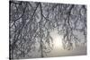 Canada, Ottawa, Ottawa River. Frosty Branches and Fog-Shrouded Sun-Bill Young-Stretched Canvas