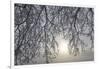 Canada, Ottawa, Ottawa River. Frosty Branches and Fog-Shrouded Sun-Bill Young-Framed Photographic Print