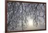 Canada, Ottawa, Ottawa River. Frosty Branches and Fog-Shrouded Sun-Bill Young-Framed Photographic Print