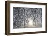 Canada, Ottawa, Ottawa River. Frosty Branches and Fog-Shrouded Sun-Bill Young-Framed Photographic Print