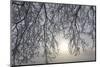 Canada, Ottawa, Ottawa River. Frosty Branches and Fog-Shrouded Sun-Bill Young-Mounted Photographic Print