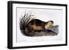 Canada Otter, 1846-John Woodhouse Audubon-Framed Giclee Print