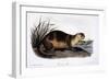 Canada Otter, 1846-John Woodhouse Audubon-Framed Giclee Print