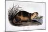Canada Otter, 1846-John Woodhouse Audubon-Mounted Giclee Print