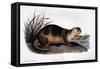 Canada Otter, 1846-John Woodhouse Audubon-Framed Stretched Canvas