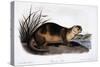 Canada Otter, 1846-John Woodhouse Audubon-Stretched Canvas