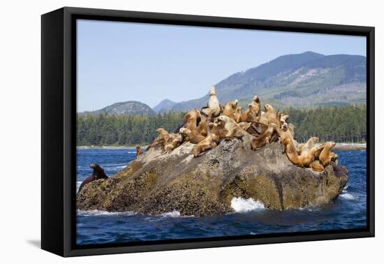 Canada, Pacific Rim National Park Reserve, West Coast Trail, Steller Sea Lions-Jamie And Judy Wild-Framed Stretched Canvas