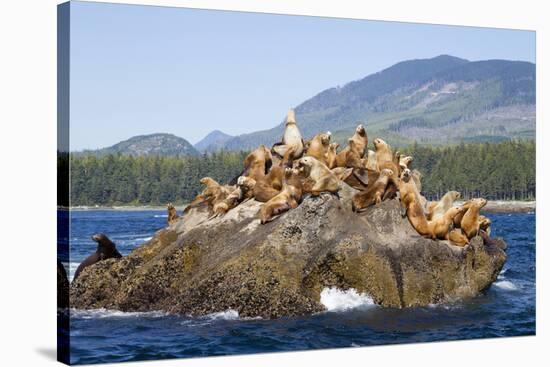 Canada, Pacific Rim National Park Reserve, West Coast Trail, Steller Sea Lions-Jamie And Judy Wild-Stretched Canvas