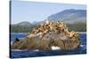 Canada, Pacific Rim National Park Reserve, West Coast Trail, Steller Sea Lions-Jamie And Judy Wild-Stretched Canvas