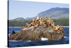 Canada, Pacific Rim National Park Reserve, West Coast Trail, Steller Sea Lions-Jamie And Judy Wild-Stretched Canvas