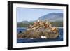 Canada, Pacific Rim National Park Reserve, West Coast Trail, Steller Sea Lions-Jamie And Judy Wild-Framed Photographic Print