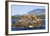 Canada, Pacific Rim National Park Reserve, West Coast Trail, Steller Sea Lions-Jamie And Judy Wild-Framed Photographic Print