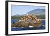 Canada, Pacific Rim National Park Reserve, West Coast Trail, Steller Sea Lions-Jamie And Judy Wild-Framed Photographic Print