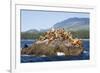 Canada, Pacific Rim National Park Reserve, West Coast Trail, Steller Sea Lions-Jamie And Judy Wild-Framed Photographic Print