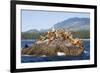 Canada, Pacific Rim National Park Reserve, West Coast Trail, Steller Sea Lions-Jamie And Judy Wild-Framed Photographic Print