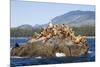 Canada, Pacific Rim National Park Reserve, West Coast Trail, Steller Sea Lions-Jamie And Judy Wild-Mounted Photographic Print